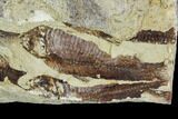 Fossil Fish (Gosiutichthys) Mortality Plate - Lake Gosiute #105409-1